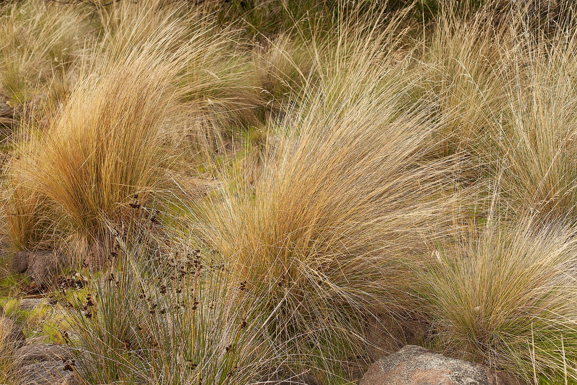 A cluster of golden tawn grass tussocks being blown gently in a brease