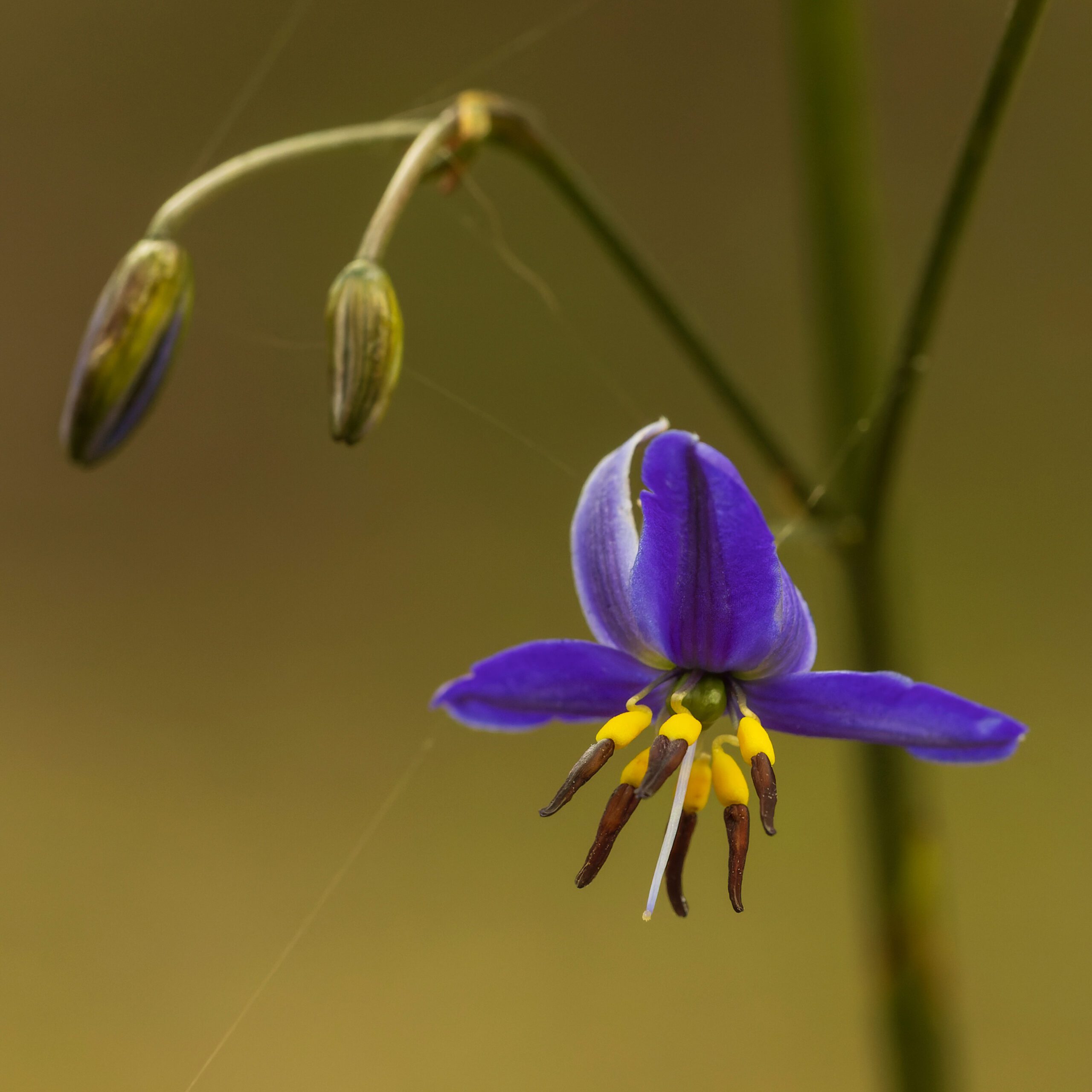 Tufted Blue Lily