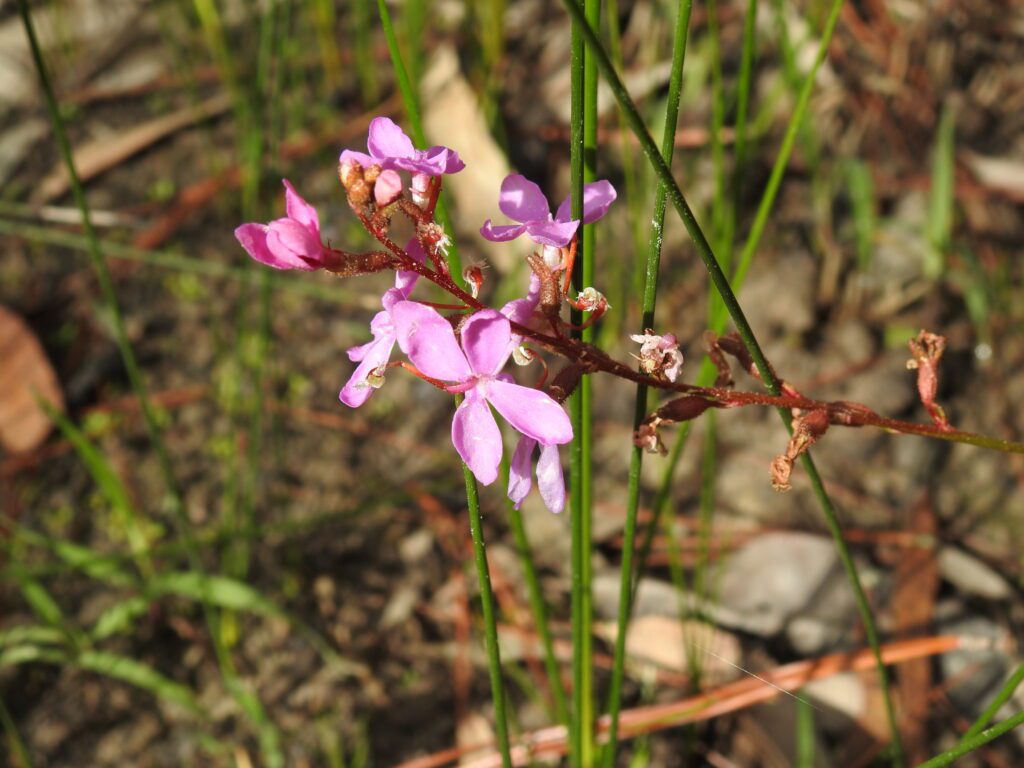 The flowers have 5 petals, 4 of which form the shape and a 5th remains hidden behind a sprung stamen 