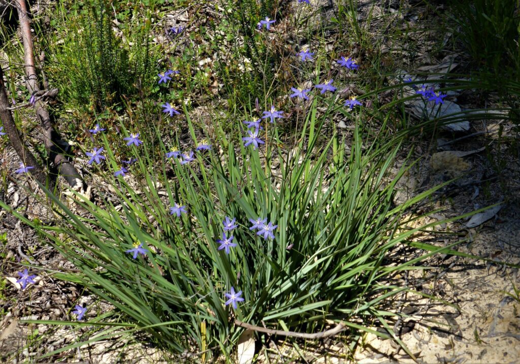 Tufted Blue Lily