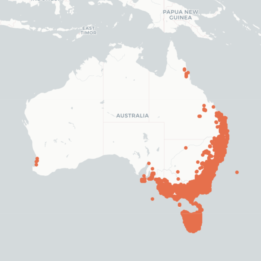 Map of Australia indicating distribution is prodominently  south eastern coastal regions